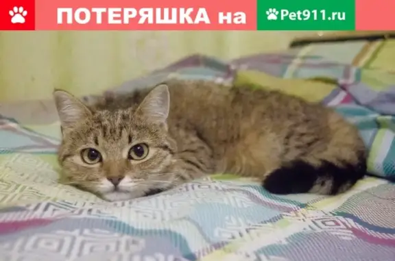 Найдена кошка на Комсомольском парке и кот на Кирова 29