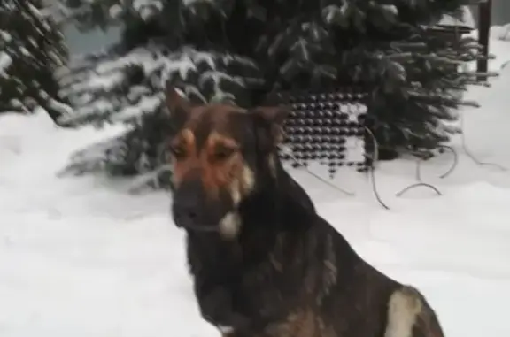 Пропала собака Дик в Шумерле, Чувашия