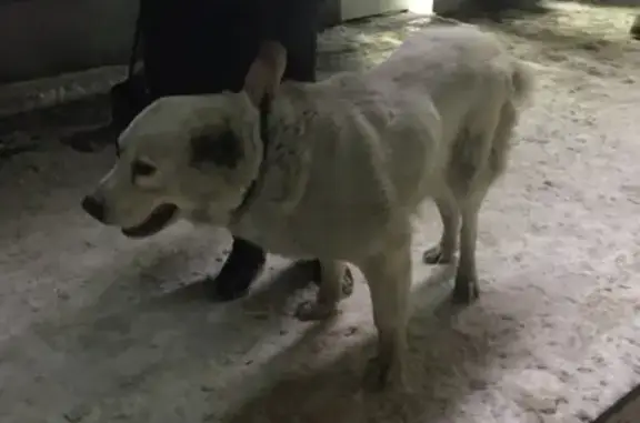 Потерянная собака на улице Балакирева