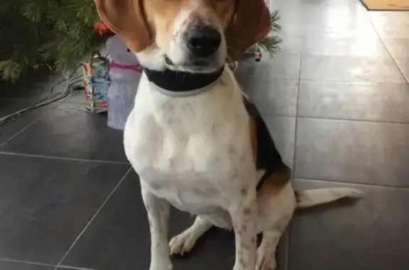 Найдена собака в Химках https://vk.com/jergreat