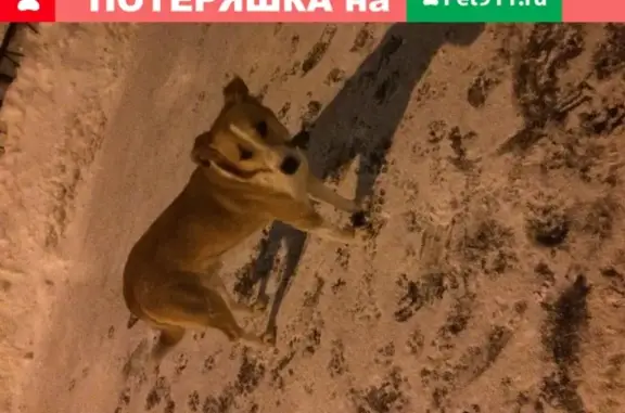 Собака без хозяина в мкр. Дзержинского, Балашиха