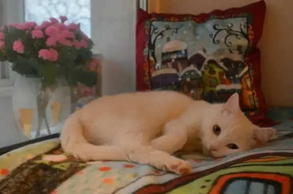 Пропала кошка в Большевике: белый окрас, жёлтые глаза с голубой крапинкой.