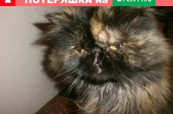 Пропала персидская кошка Миля, ул. Дзержинского, д. 3, Кондрово