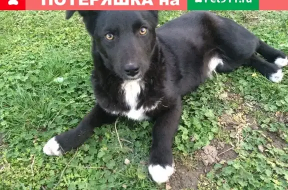 Пропал пёсик Дюк на улице Западной (Крым)