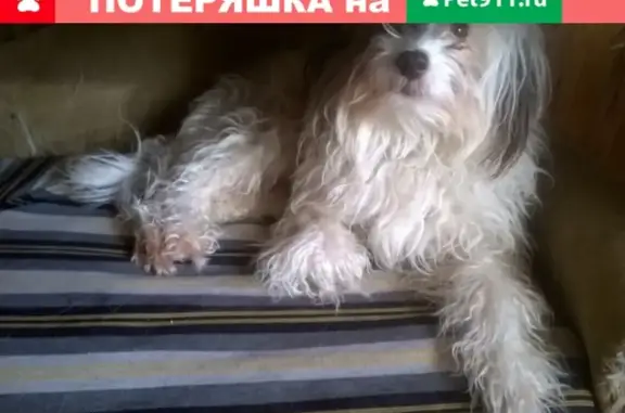 Пропала собака в Соликамске, помогите!