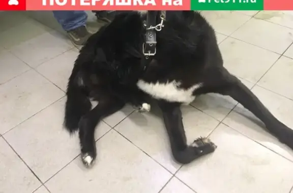 Найдена собака Natasha Shapran в Петрозаводске