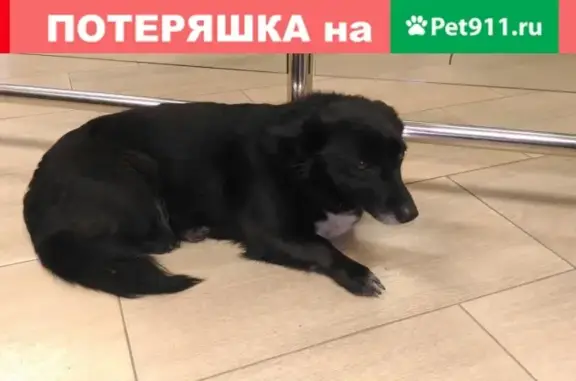 Найдена собака возле Парка Калинина, Калининград