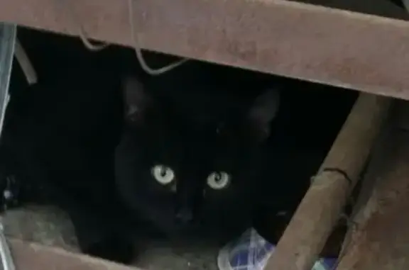Найдены потерявшиеся кот и кошка на Гаражной улице, Самара