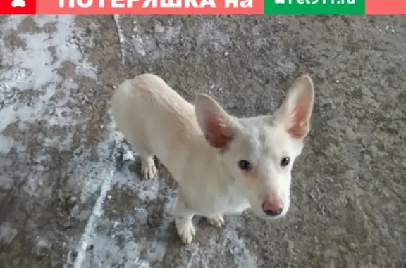 Найдена собака на Хлебозаводской 3, Челябинск