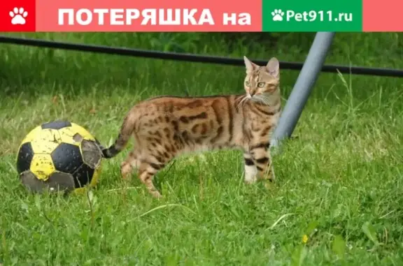 Кошки потеряшки, Лесколовское, фото: Потеряшка кошка в Ленинградской области