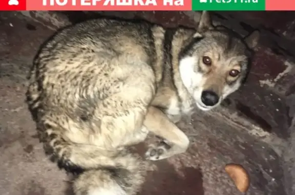 Найдена собака на улице Горького, дом 11, возле Медитекса