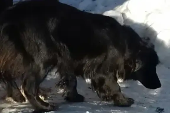 Собака в ошейнике в Петропавловске-Камчатском