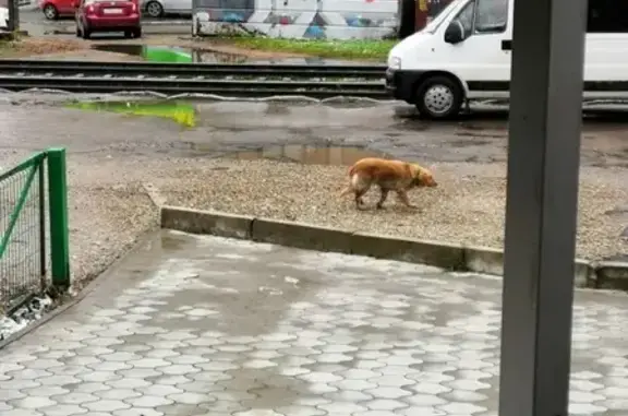 Собака найдена на пересечении Стасова/Бургасская в Краснодаре!