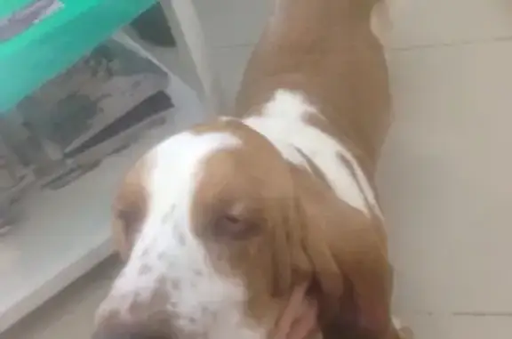 Найдена собака в магазине Рамфуд, Фабричная улица