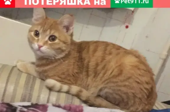 Найдены кошки в Кемерово, ищут новый дом
