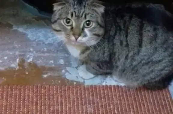 Найдена породистая кошка на Омской