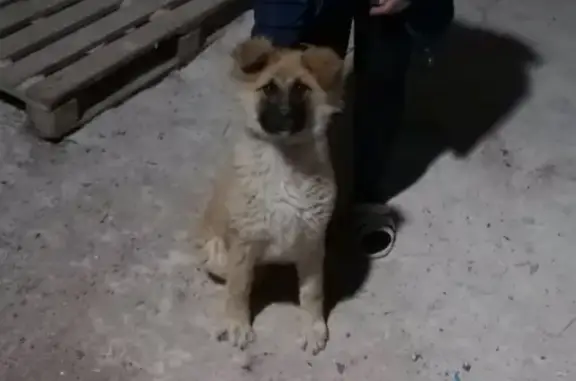 Пропала собака Белла на ул. Западная, Стерлитамак