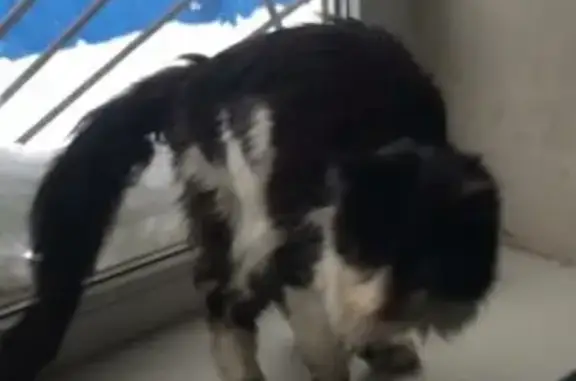 Найдена кошка в Набережных Челнах