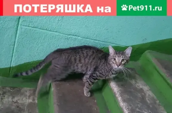Серый пушистый Котик найден в Москве на Врачебном проезде 7