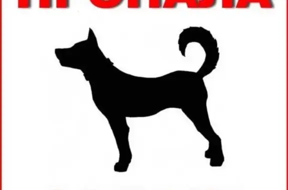 Пропала собака в Волжском, помогите найти!