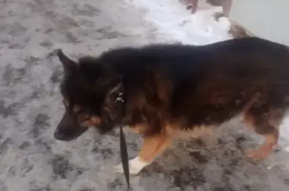 Собака найдена у детской поликлиники на Новочеркасском бульваре, нужен адрес хозяина.