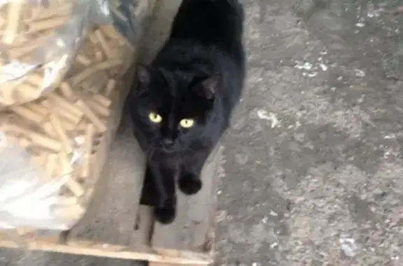 Найдена кошка на 2-й Никитинской улице в СПб