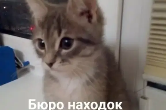 Найден котенок в Архангельске