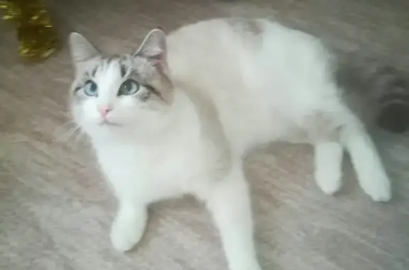 Найден кот в Тюмени (Перевалово) #найденкоткошка_Воронова