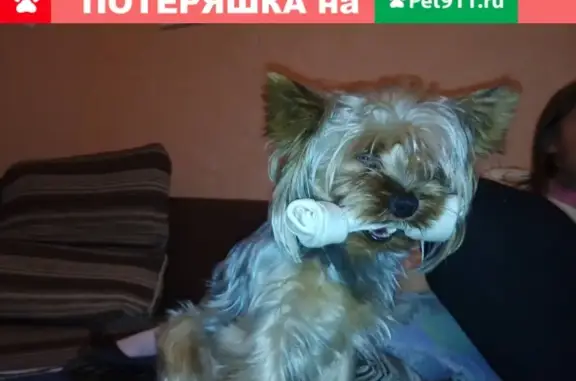 Пропала собака Жуня в Евпатории, ул. Некрасова 92, тел. +79787716517