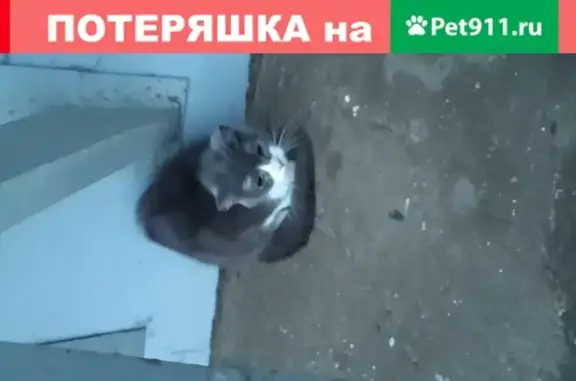 Пропала кошка на улице Курыжова, 16