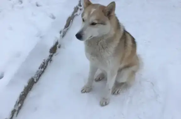 Найдена собака в Велиже, область Смоленская