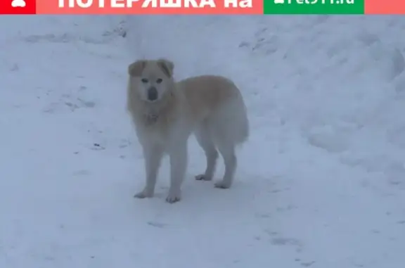 Найдена собака в Ново-Токсово на улице Нежности