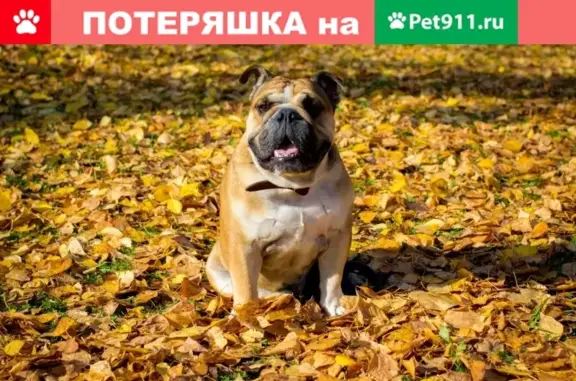 Пропала собака в районе ТРЦ Майский