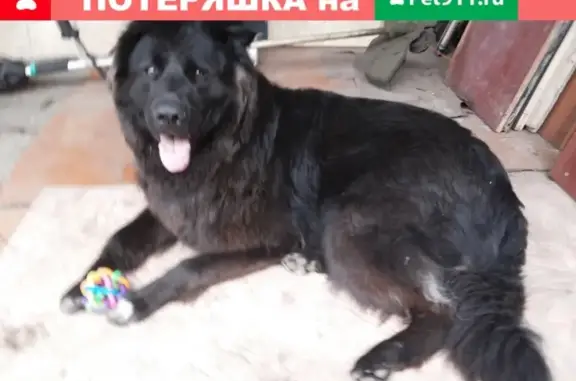 Пропала собака Клим в Заволжском районе