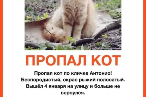 Пропал кот Марк-Антонио, Мешково, Россия.