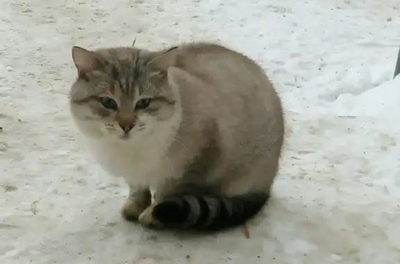 Найдена кошка на улице Грибоедова в Рязани