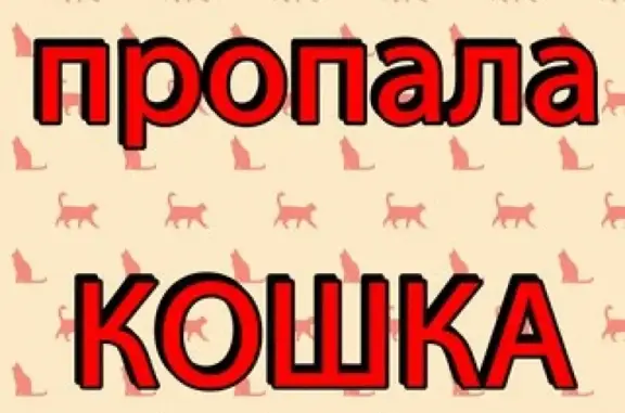 Пропал кот Лютый на ул. Шадрина, Бийск