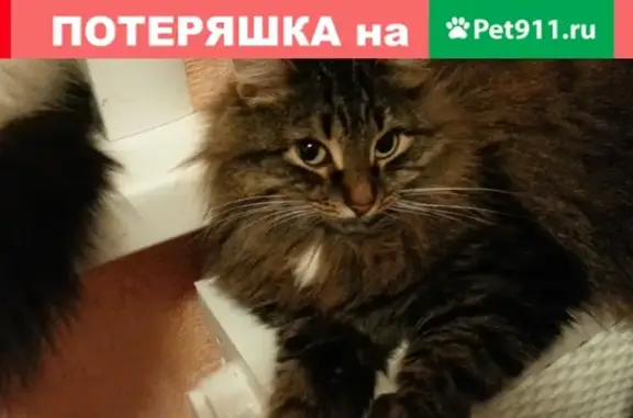Пропала кошка Синька возле дома 1 в Зарайске