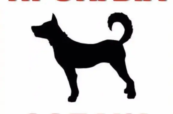 Пропала рыжая собака в Набережных Челнах, вознаграждение 30.000руб.