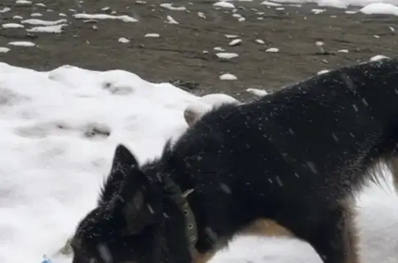 Пропала собака в Барнауле с ошейником