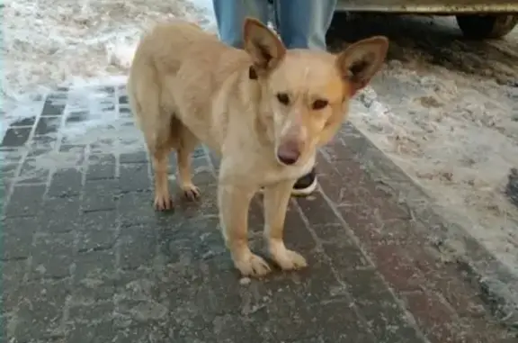 Найдена собака около метро Лермонтовский проспект