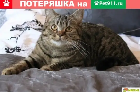 Пропала кошка на улице Социалистической, Усть-Катав