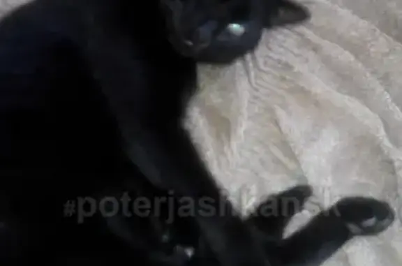 Пропала кошка Мишка в д. Бурмистрово, Искитимский район, Новосибирская область