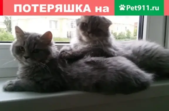 Пропала кошка на ул. 40 лет Октября, Татарстан