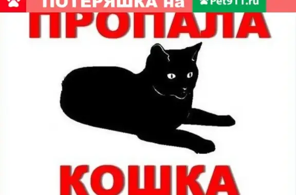 Пропала кошка Люся в Октябрьском районе (Ставрополь)