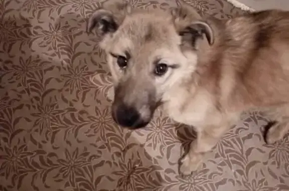 Найдена собака в Тынде, Амурская область