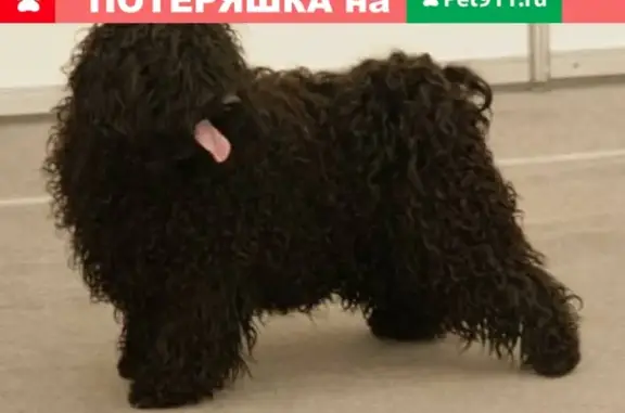 Пропала собака на Большой печерской, Нижний Новгород