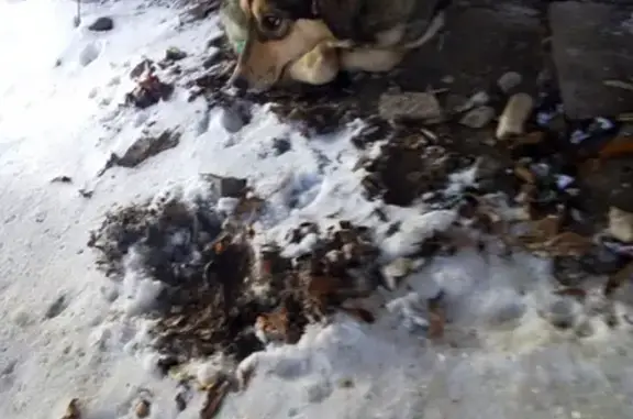 Пропала собака на остановке «техколледж», Рязань.