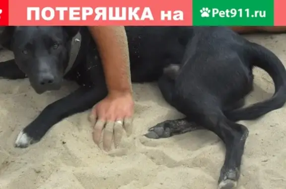 Пропала собака Стаф в Вологде