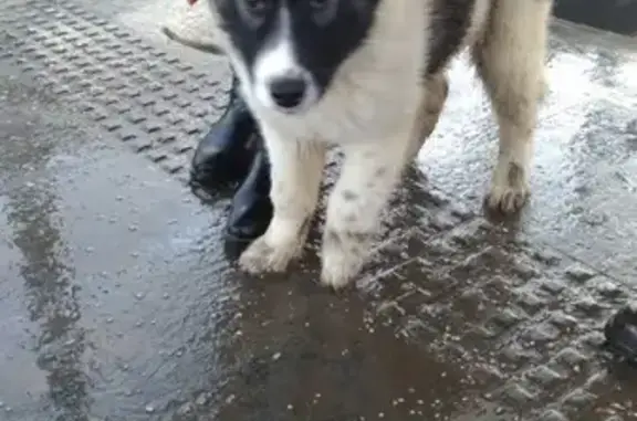 Найден щенок возле метро Лермонтовский проспект, ищем хозяев